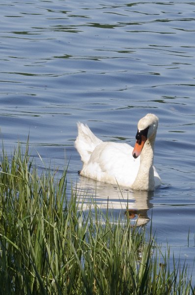 Providence060211-3719.jpg - Swan at Swan Point on the Seekonk River