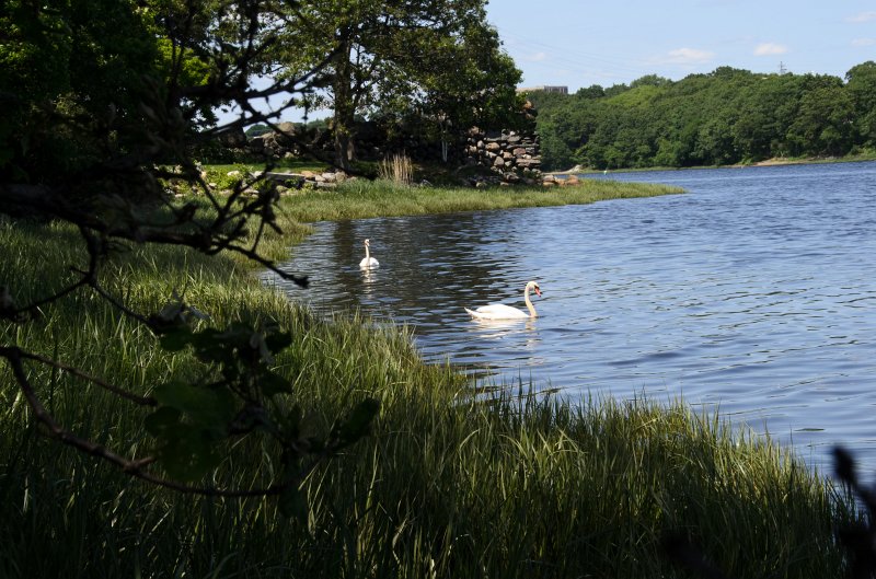 Providence060211-3725.jpg - Swan at Swan Point on the Seekonk River