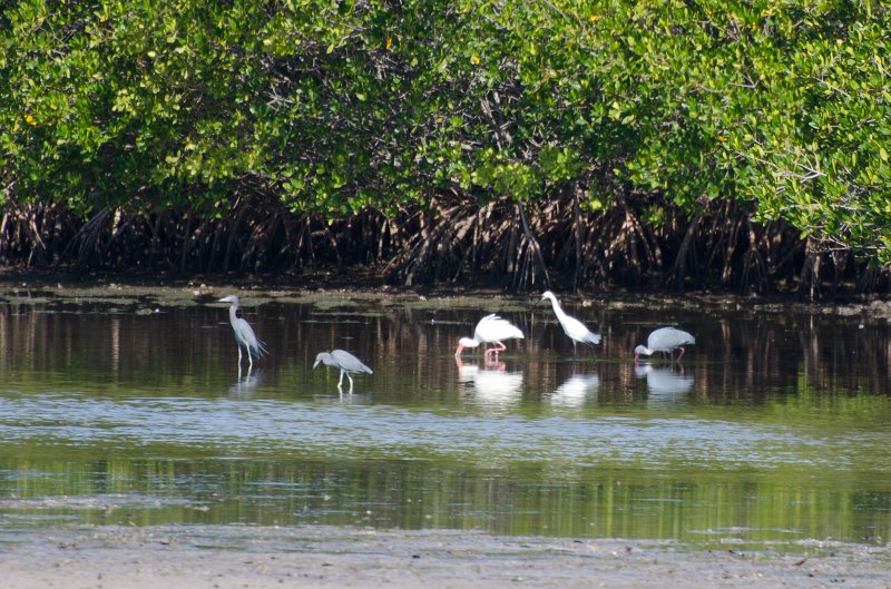 Sanibel022611-1475.jpg - Bike ride through Ding Darling