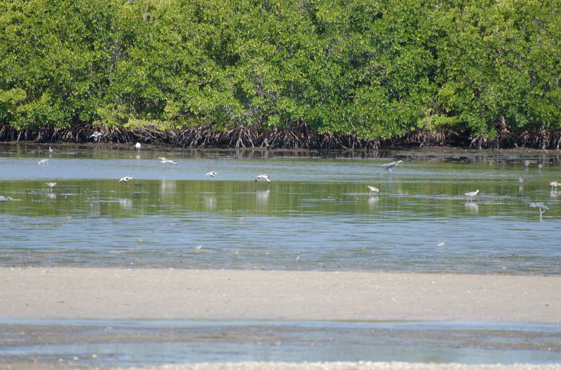 Sanibel022611-1494.jpg - Bike ride through Ding Darling
