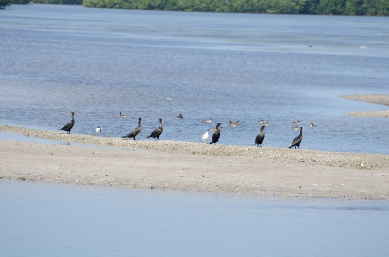 Sanibel022611-1498.jpg - Bike ride through Ding Darling