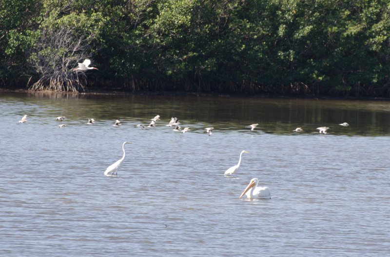 Sanibel022611-1499.jpg - Bike ride through Ding Darling