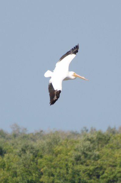 Sanibel022611-1506-2.jpg - White Pelican coming in for a landing