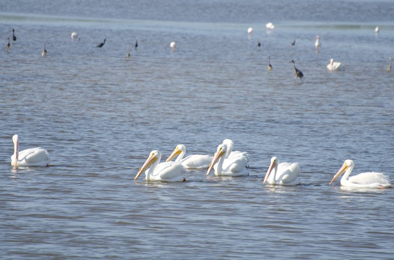 Sanibel022611-1520.jpg - Bike ride through Ding Darling