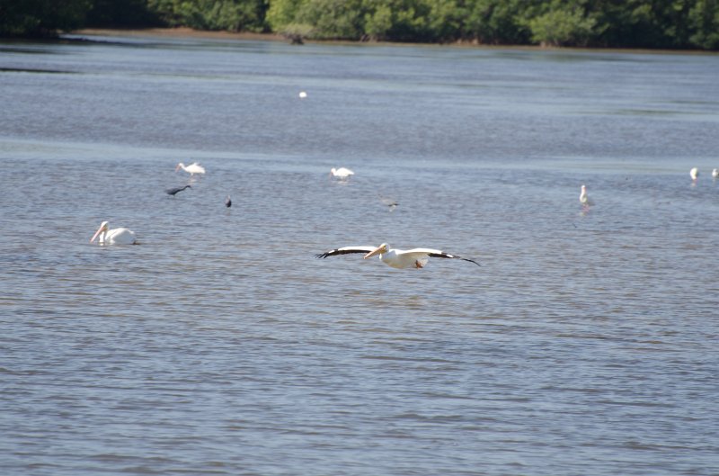 Sanibel022611-1524.jpg - Bike ride through Ding Darling