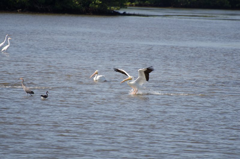 Sanibel022611-1526.jpg - Bike ride through Ding Darling