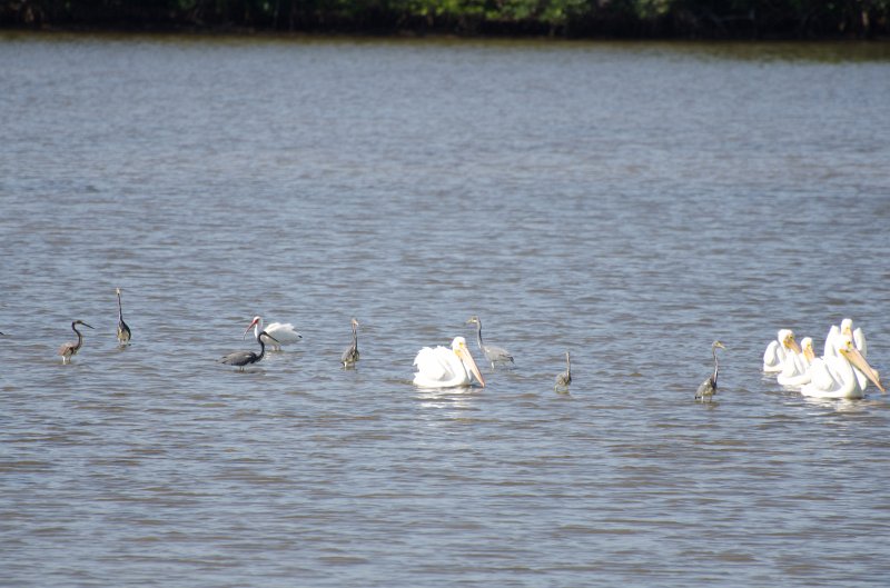 Sanibel022611-1542.jpg - Bike ride through Ding Darling