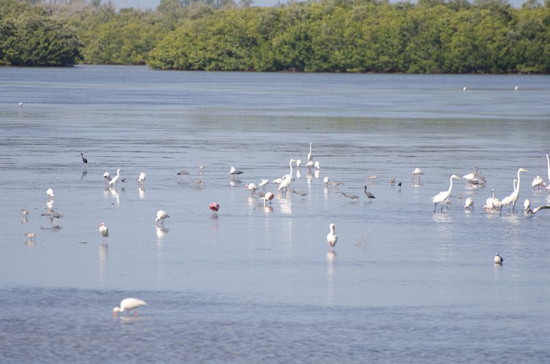 Sanibel022611-1543.jpg - Bike ride through Ding Darling
