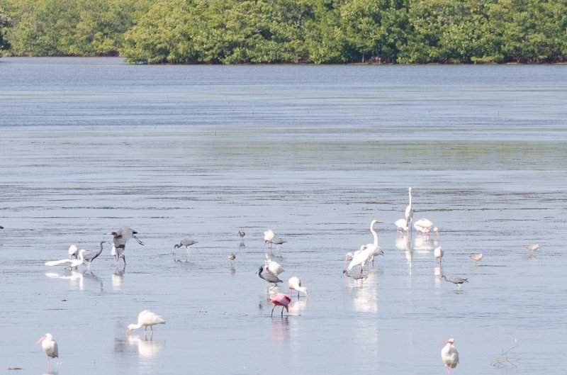 Sanibel022611-1544.jpg - Bike ride through Ding Darling