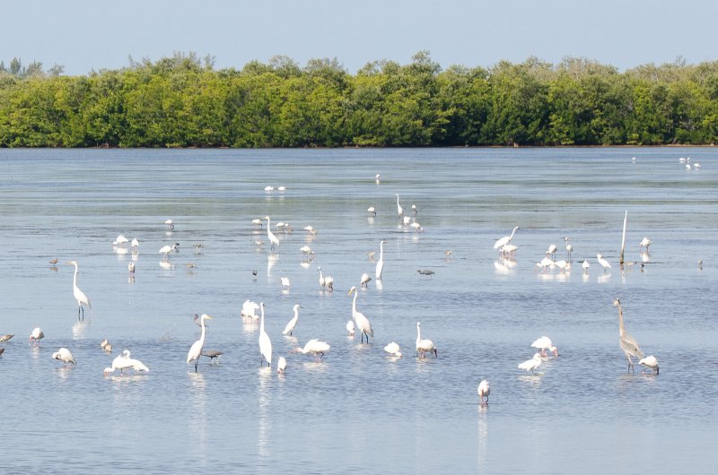 Sanibel022611-1562.jpg - Bike ride through Ding Darling