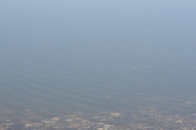 Sanibel022611-1583.jpg - Bike ride through Ding Darling