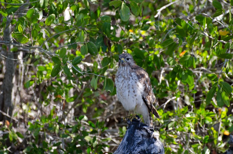 Sanibel022611-1594.jpg - Bike ride through Ding Darling