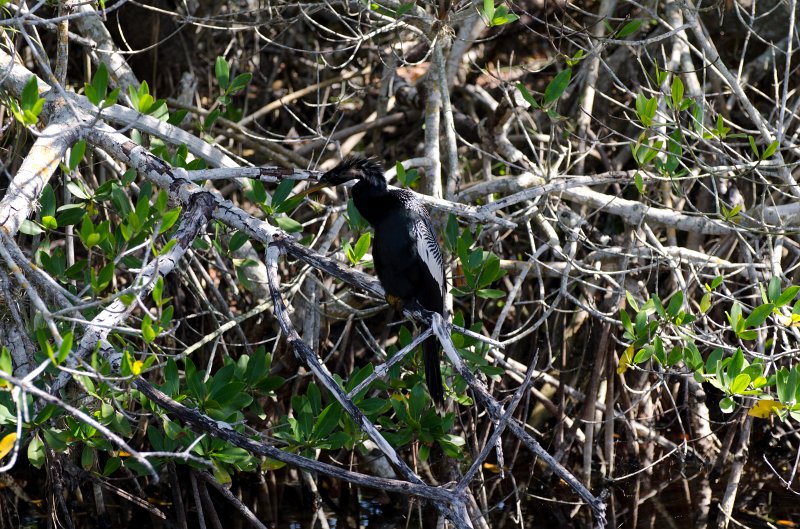 Sanibel022611-1598.jpg - Bike ride through Ding Darling