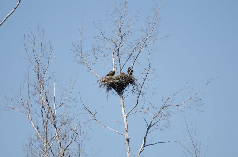 Sanibel022611-1616.jpg - Eagle Nest on Gulf Pine Road