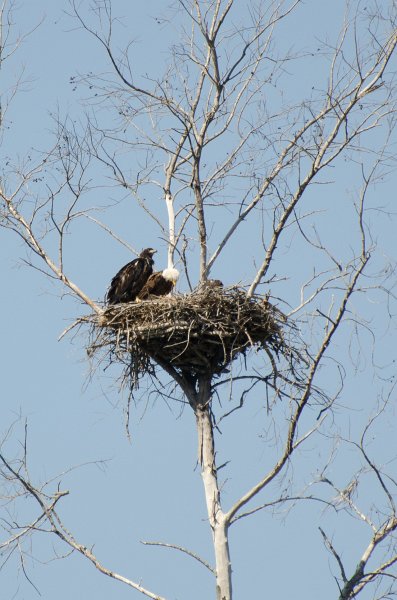 Sanibel022611-1637.jpg - Eagle Nest on Gulf Pine Road
