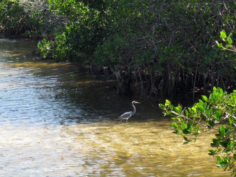 Sanibel022611-2311.jpg - Tri-color Heron
