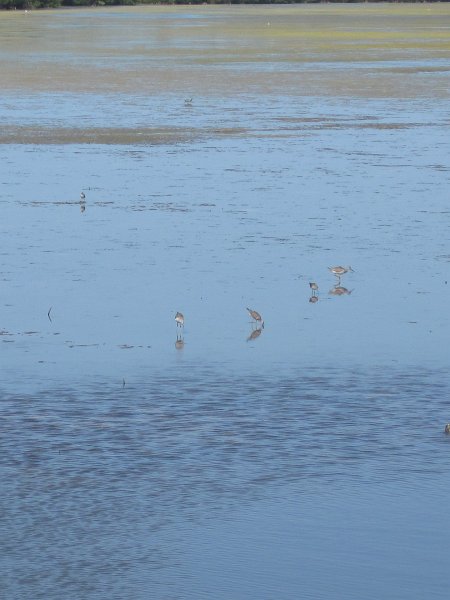 Sanibel022611-2312.jpg - Bike tride through Ding Darling