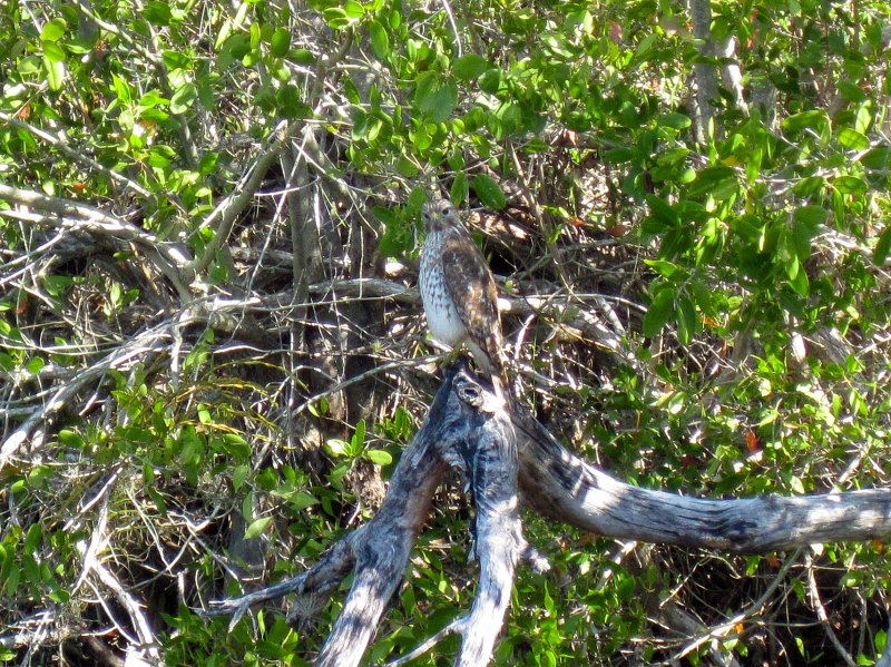 Sanibel022611-2315.jpg - Red-shouldered Hawk