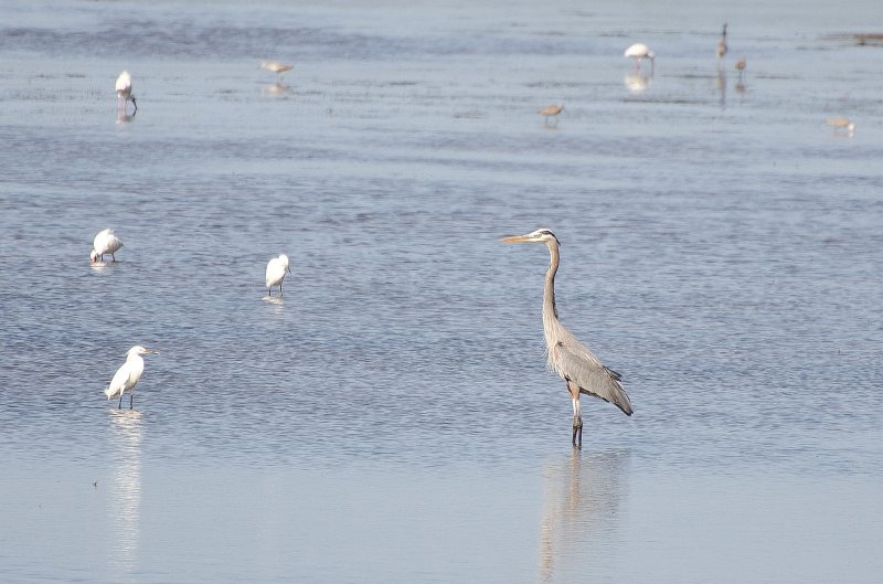 Sanibel022611-1553.jpg - Bike ride through Ding Darling
