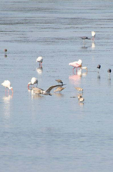 Sanibel022611-1558.jpg - Roseate Spoonbills and other birds feeding during low tide