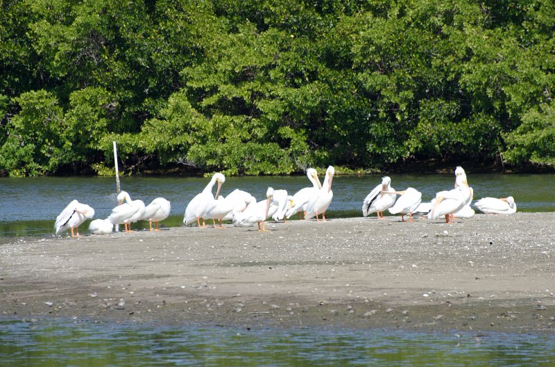 Sanibel022611-1576.jpg - White Pelicans resting on a sand bar