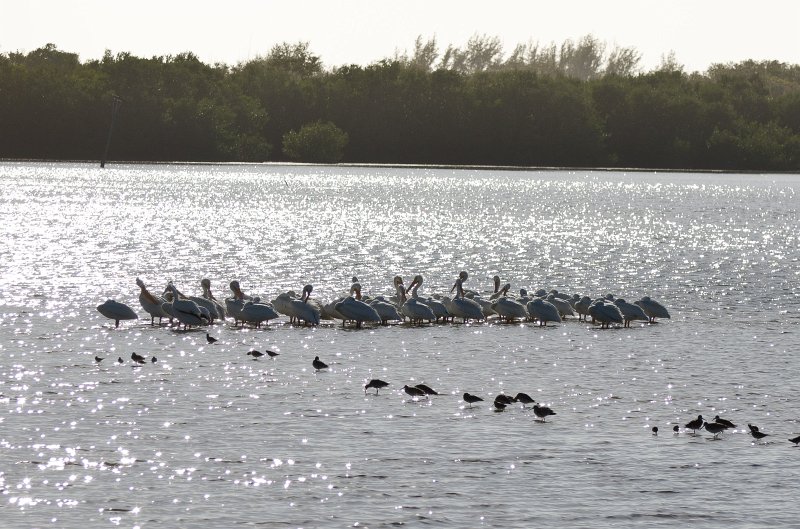 Sanibel022611-1287.jpg - Drive through Ding Darling Nature Refuge