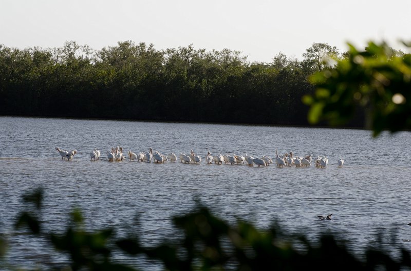 Sanibel022611-1289.jpg - Drive through Ding Darling Nature Refuge