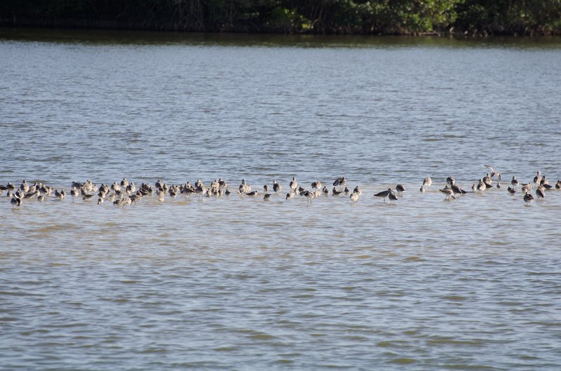 Sanibel022611-1291.jpg - Drive through Ding Darling Nature Refuge