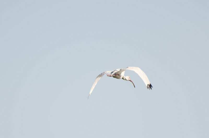 Sanibel022611-1300.jpg - Drive through Ding Darling Nature Refuge