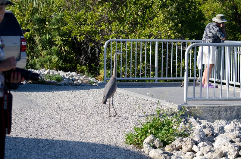 Sanibel022611-1320.jpg - Drive through Ding Darling Nature Refuge