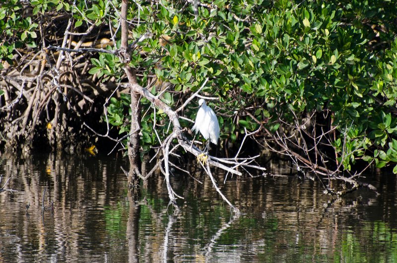 Sanibel022611-1323.jpg - Drive through Ding Darling Nature Refuge