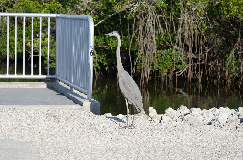 Sanibel022611-1325.jpg - Drive through Ding Darling Nature Refuge
