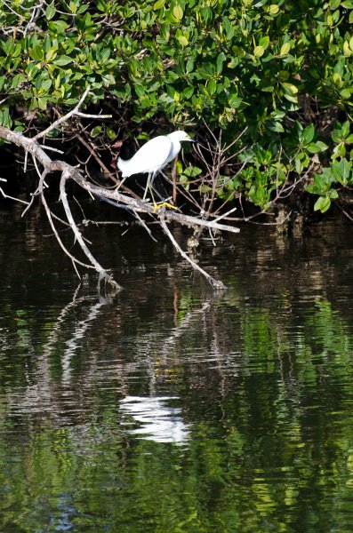 Sanibel022611-1351.jpg - Drive through Ding Darling Nature Refuge
