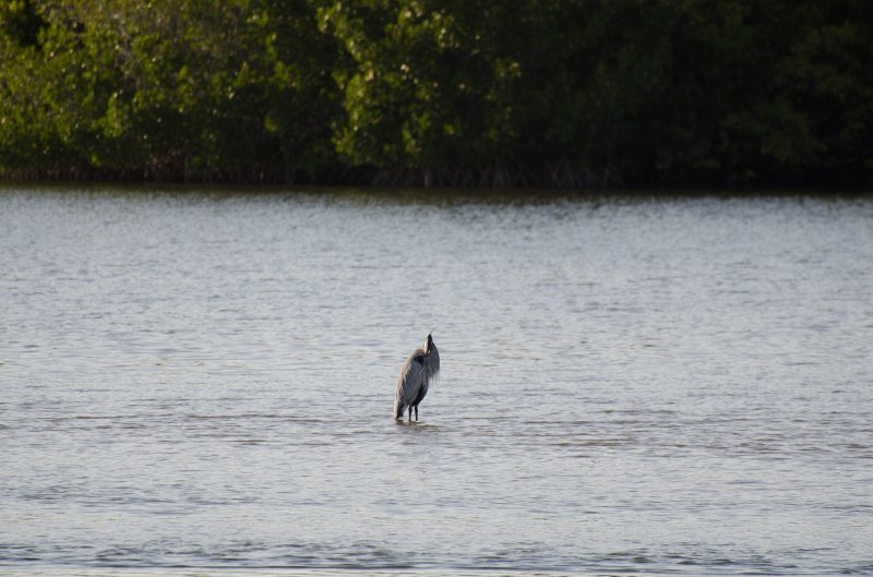 Sanibel022611-0973.jpg - Sunset drive through Ding Darling Wildlife Refuge