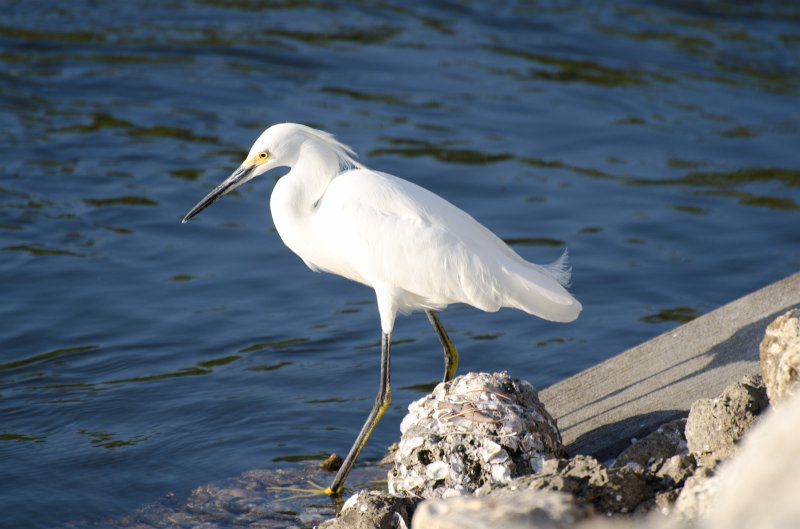 Sanibel022611-0978.jpg - Sunset drive through Ding Darling Wildlife Refuge