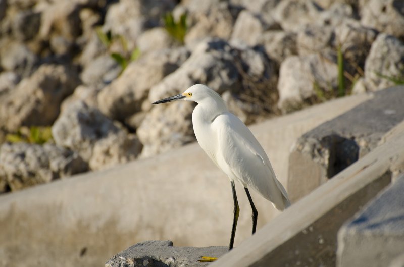 Sanibel022611-0996.jpg - Sunset drive through Ding Darling Wildlife Refuge