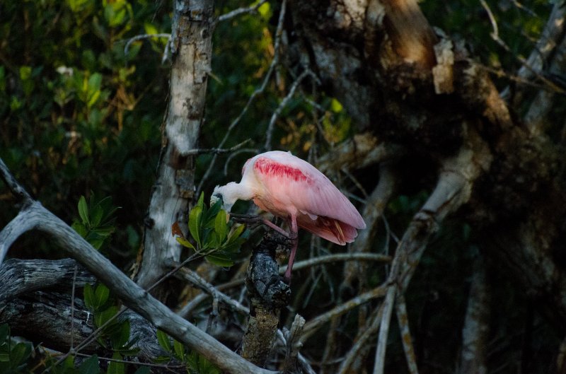 Sanibel022611-0998.jpg - Sunset drive through Ding Darling Wildlife Refuge