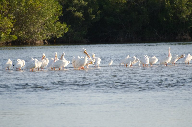 Sanibel022611-1008.jpg - Sunset drive through Ding Darling Wildlife Refuge