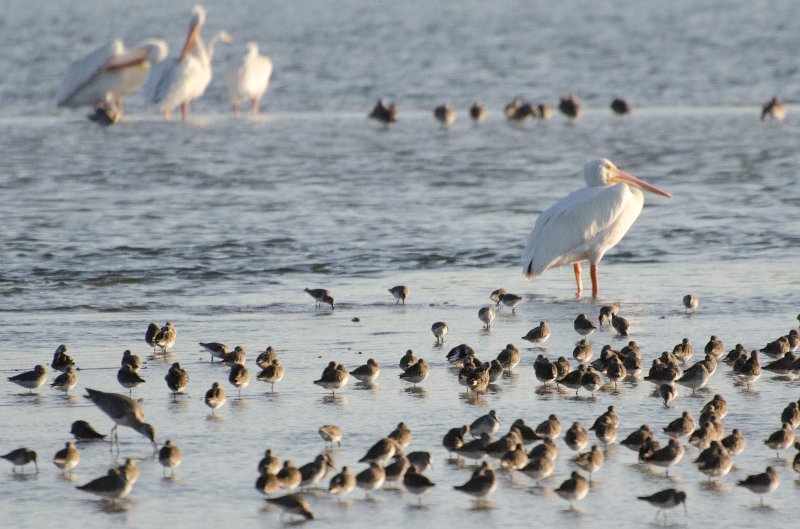 Sanibel022611-1014.jpg - Sunset drive through Ding Darling Wildlife Refuge