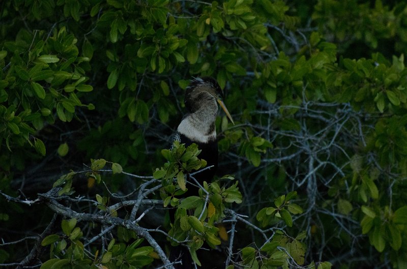 Sanibel022611-1023.jpg - Sunset drive through Ding Darling Wildlife Refuge