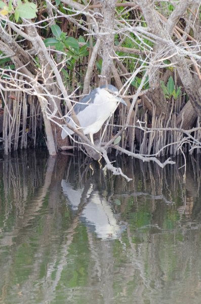 Sanibel022611-1035.jpg - Sunset drive through Ding Darling Wildlife Refuge