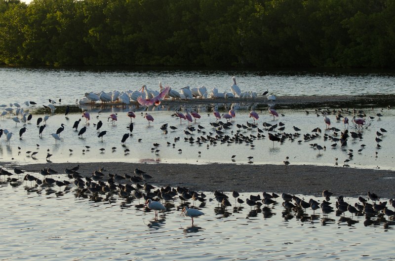 Sanibel022611-1040.jpg - Sunset drive through Ding Darling Wildlife Refuge