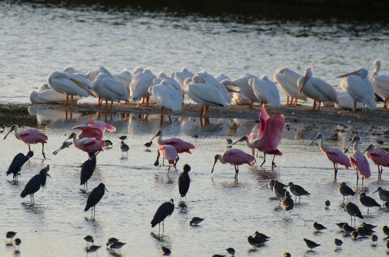 Sanibel022611-1046.jpg - Sunset drive through Ding Darling Wildlife Refuge