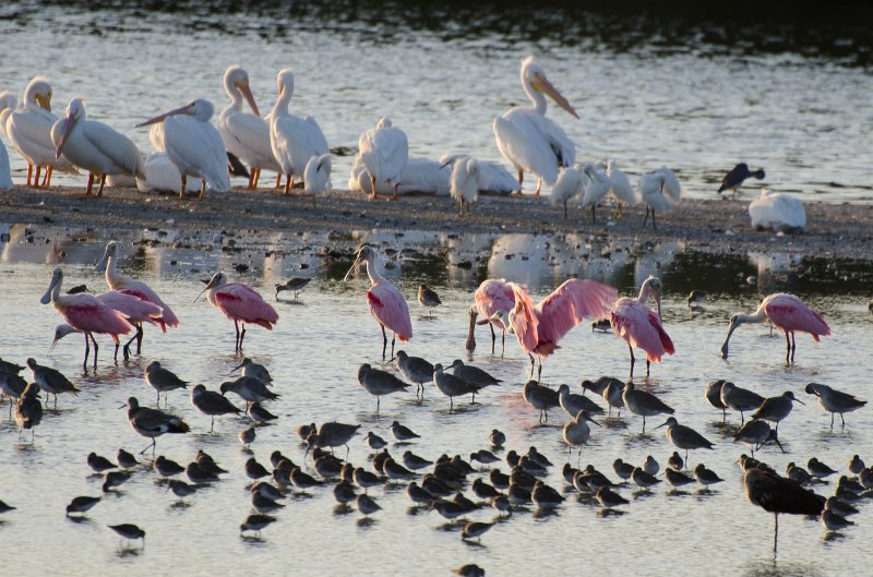 Sanibel022611-1052.jpg - Sunset drive through Ding Darling Wildlife Refuge