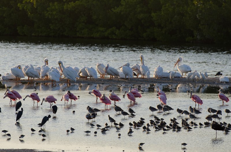 Sanibel022611-1057.jpg - Sunset drive through Ding Darling Wildlife Refuge