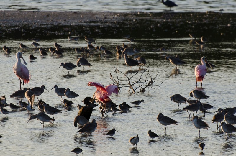 Sanibel022611-1065.jpg - Sunset drive through Ding Darling Wildlife Refuge