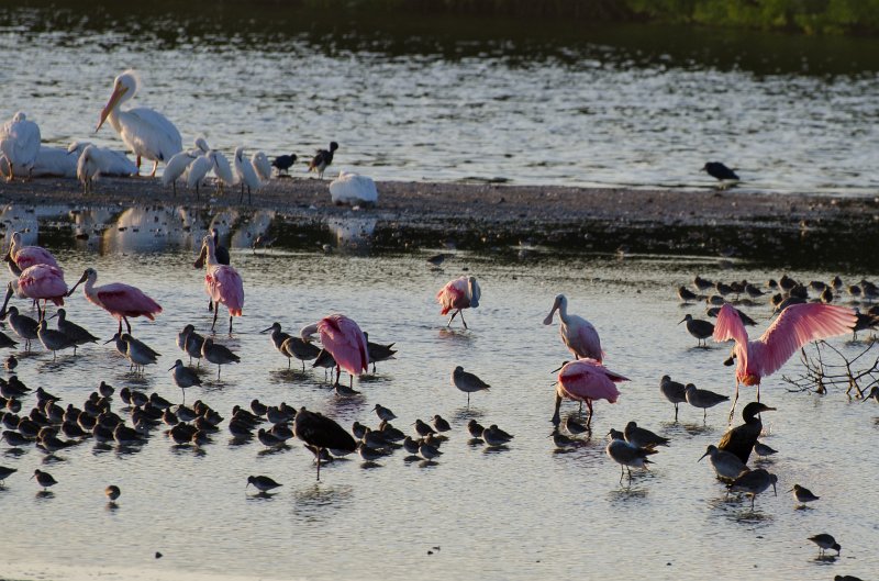 Sanibel022611-1072.jpg - Sunset drive through Ding Darling Wildlife Refuge