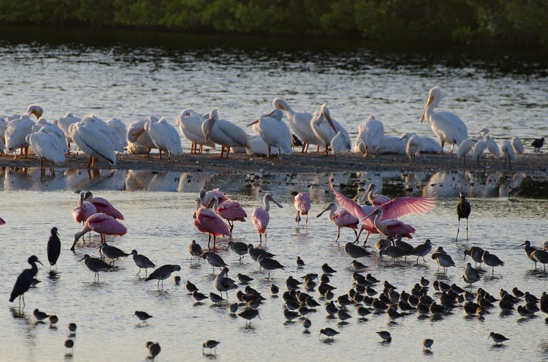 Sanibel022611-1074.jpg - Sunset drive through Ding Darling Wildlife Refuge