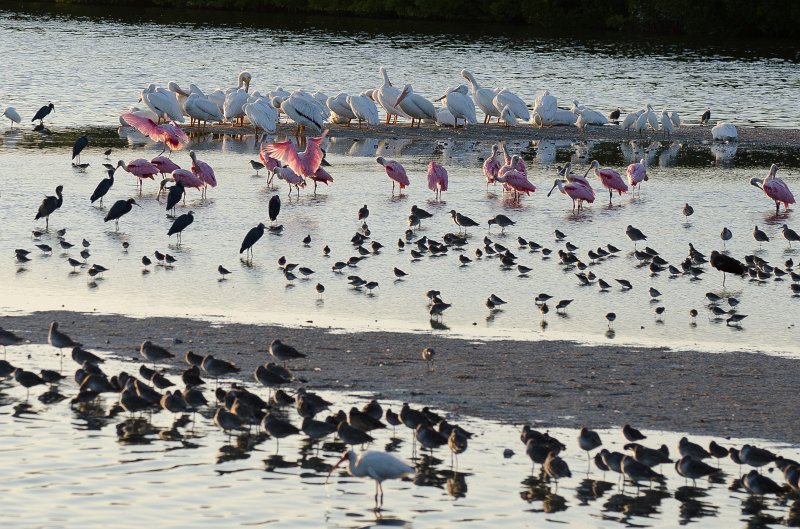 Sanibel022611-1105.jpg - Sunset drive through Ding Darling Wildlife Refuge