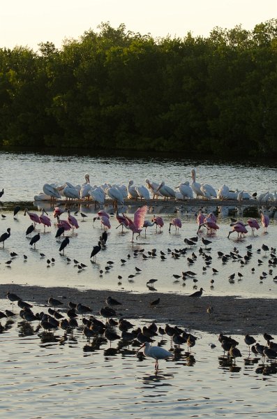 Sanibel022611-1109.jpg - Sunset drive through Ding Darling Wildlife Refuge